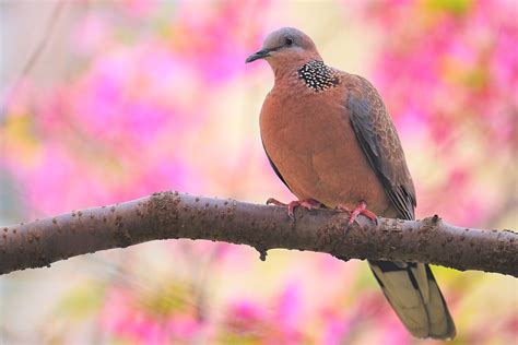 斑鳩死前的徵兆|珠頸斑鳩